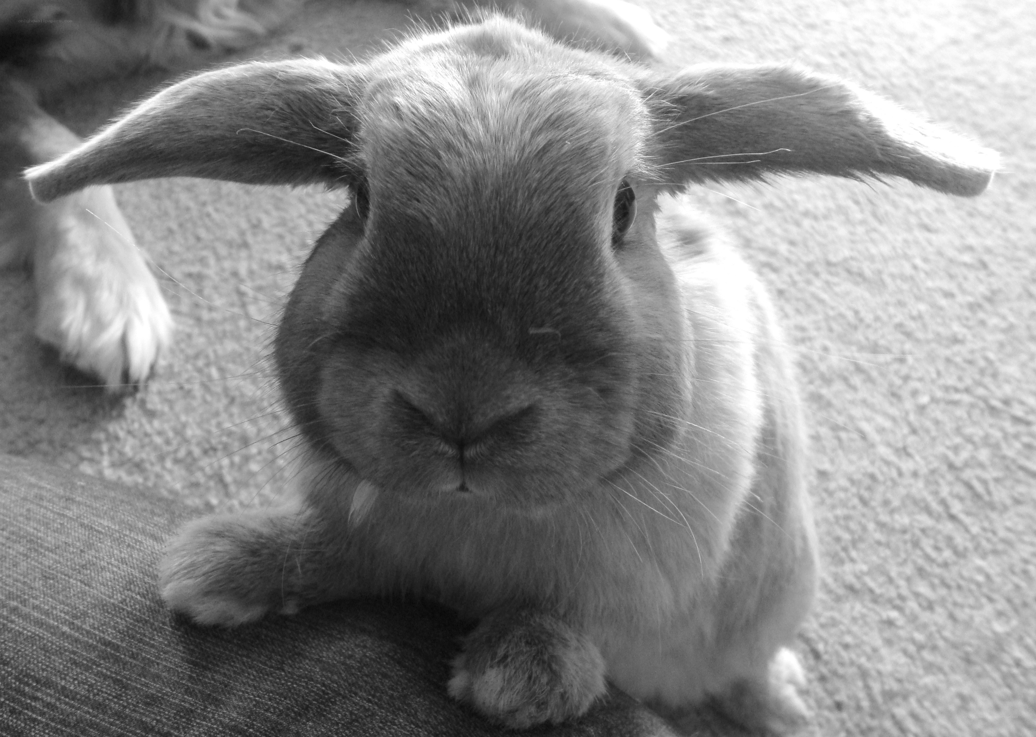 close-up of a rabbit