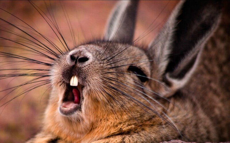 Close-up of a Rabbit — Brown