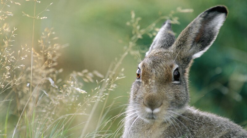 close-up of a rabbit in grass