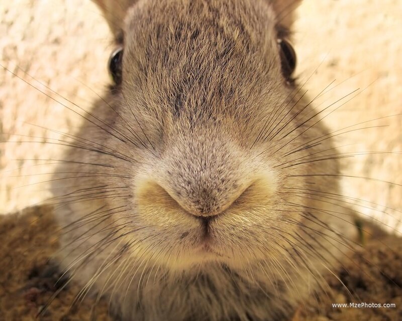close-up of a rabbit's face