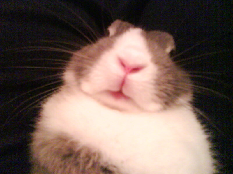 Close-up of a Rabbit — White
