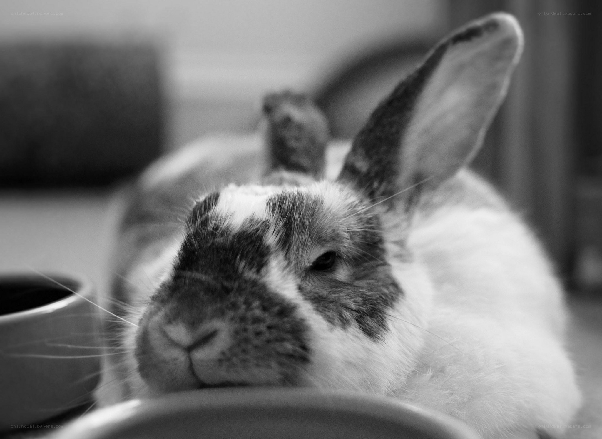 close-up of a rabbit