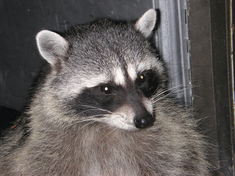 close-up of a raccoon