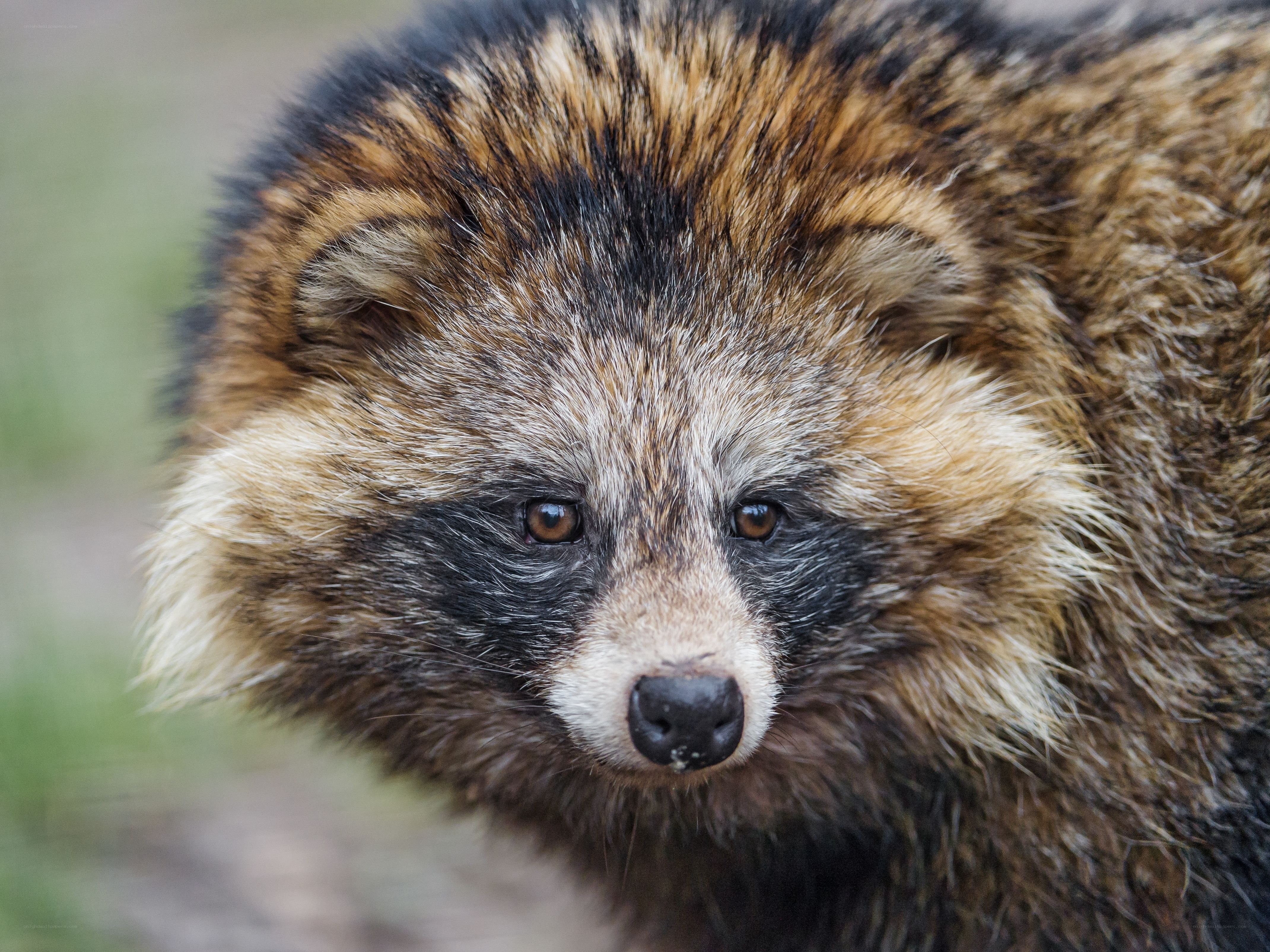 close-up of a raccoon dog