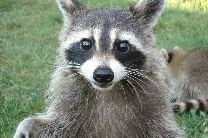Close-up of a raccoon