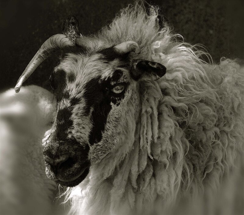 Close-up of a ram with curly wool