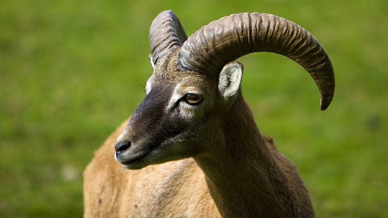 Close-up of a ram with curved horns