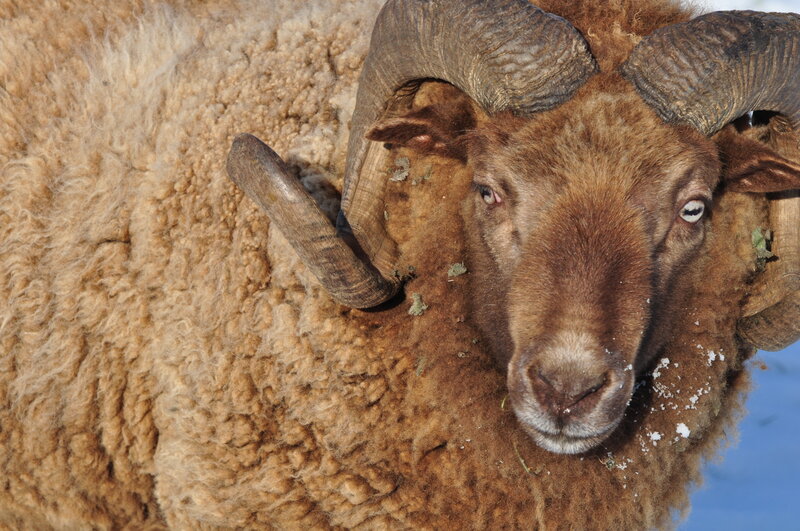 Close-up of a ram with large horns