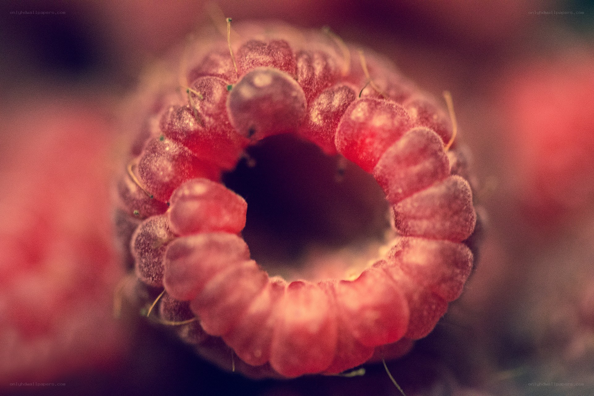 Close-up of a raspberry