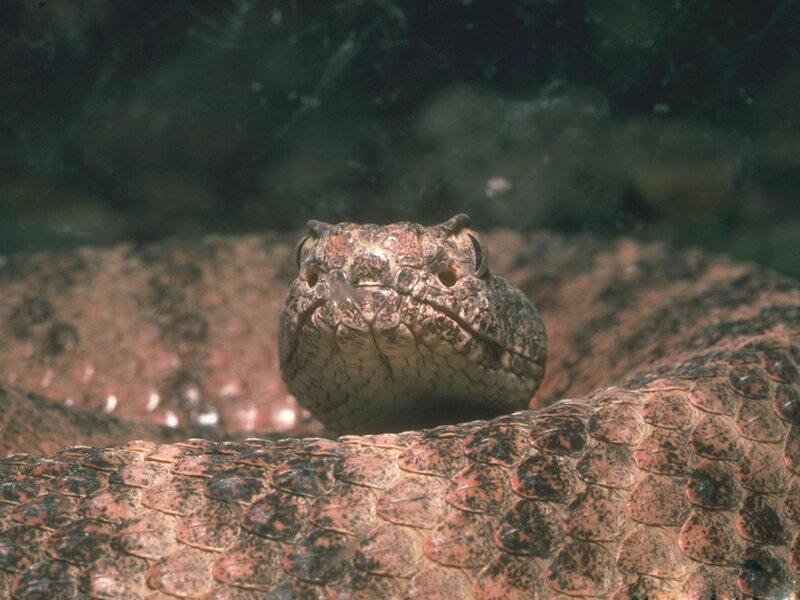 Close-up of a rattlesnake