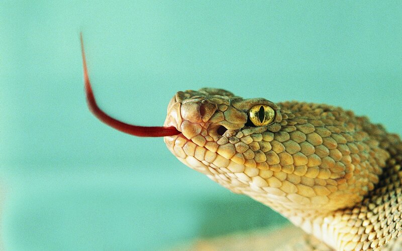 Close-up of a rattlesnake