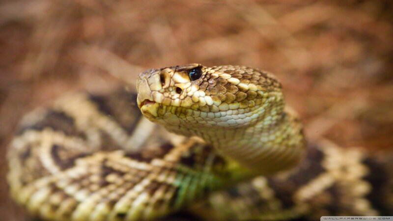 Close-up of a rattlesnake