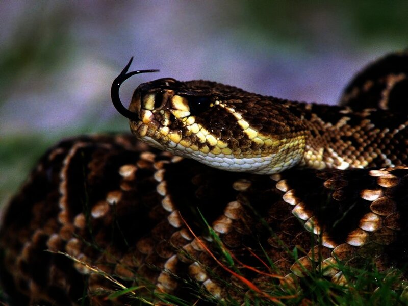 Close-up of a rattlesnake