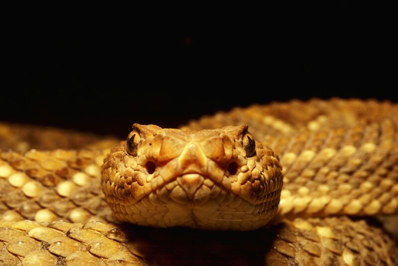 Close-up of a rattlesnake head