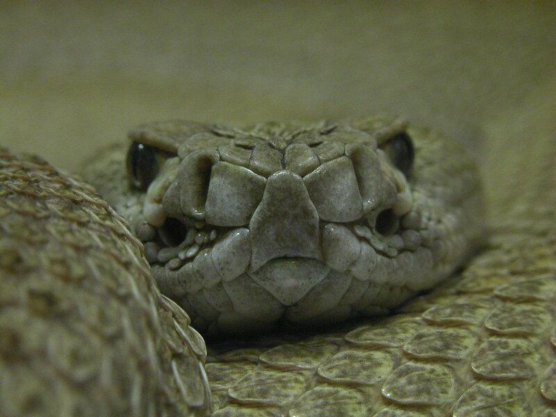 close-up of a rattlesnake head