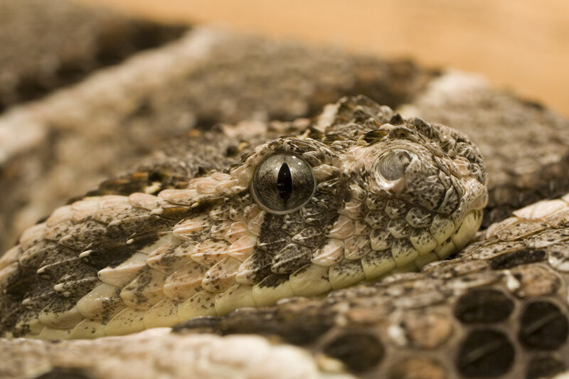 Close-up of a rattlesnake's head