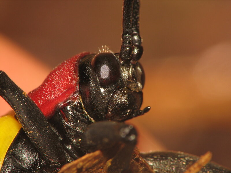 close-up of a red and black insect