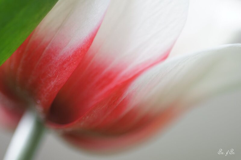 close-up of a red and white flower