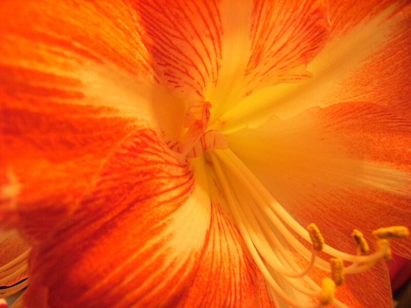 Close-up of a red and white flower