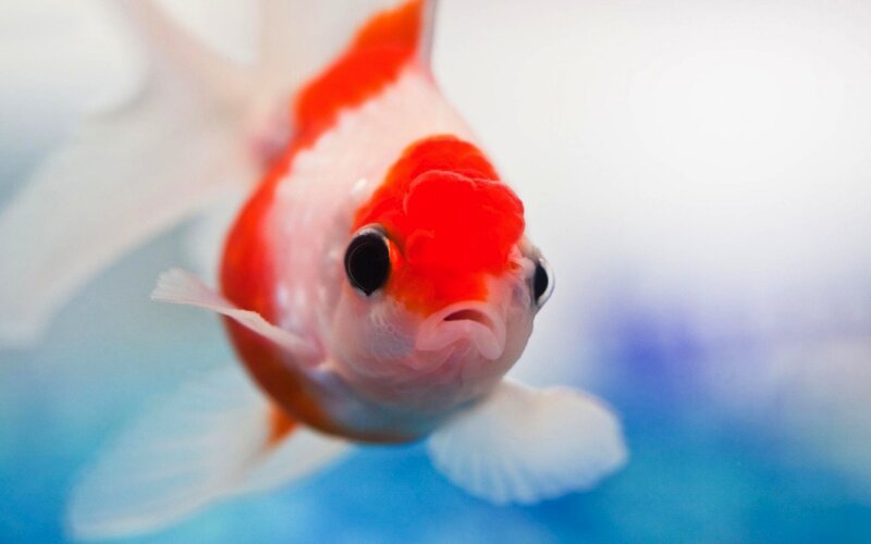 close-up of a red and white goldfish
