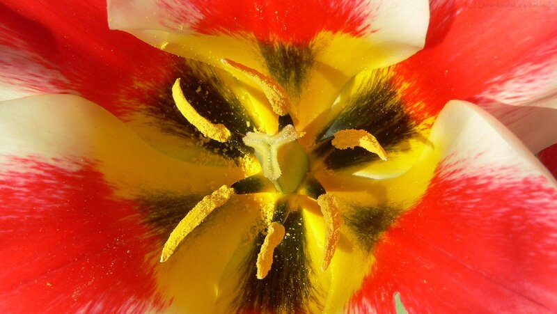 close-up of a red and white tulip