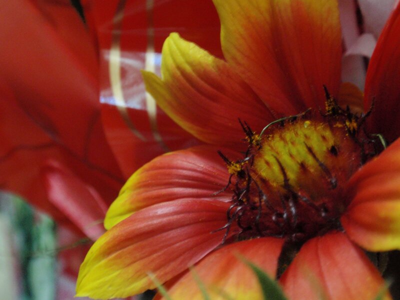 Close-up of a red and yellow flower