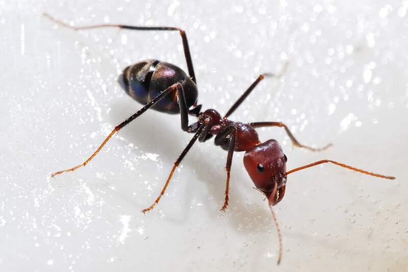 close-up of a red ant