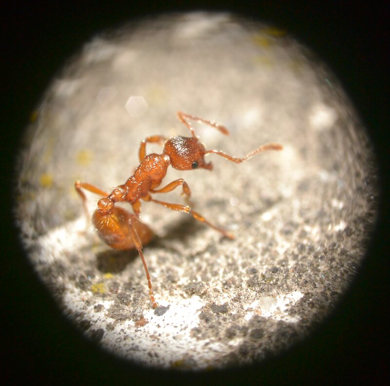 close-up of a red ant