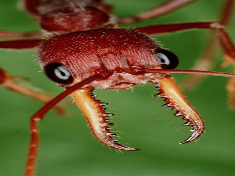 close-up of a red ant