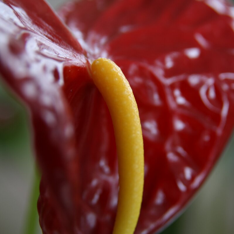 Close-up of a red anthurium flower