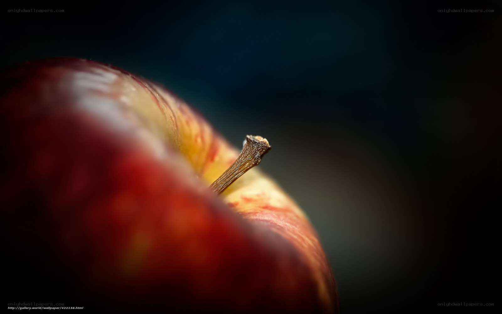 close-up of a red apple