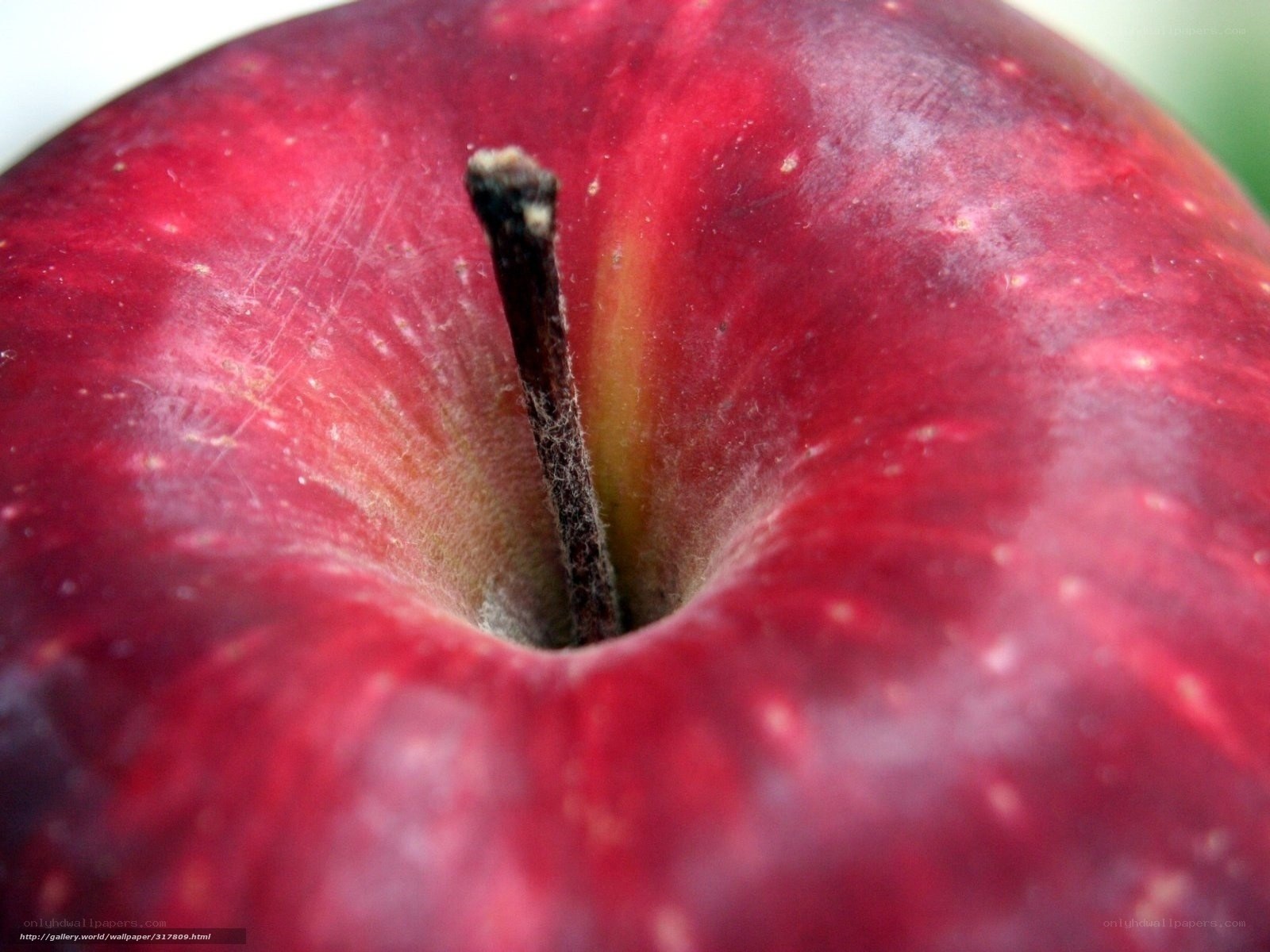 close-up of a red apple