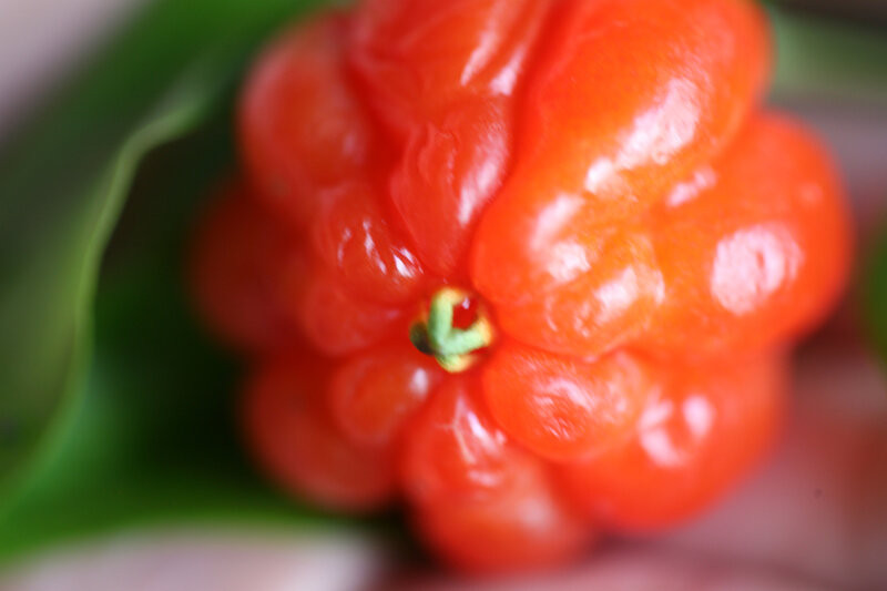 close-up of a red berry