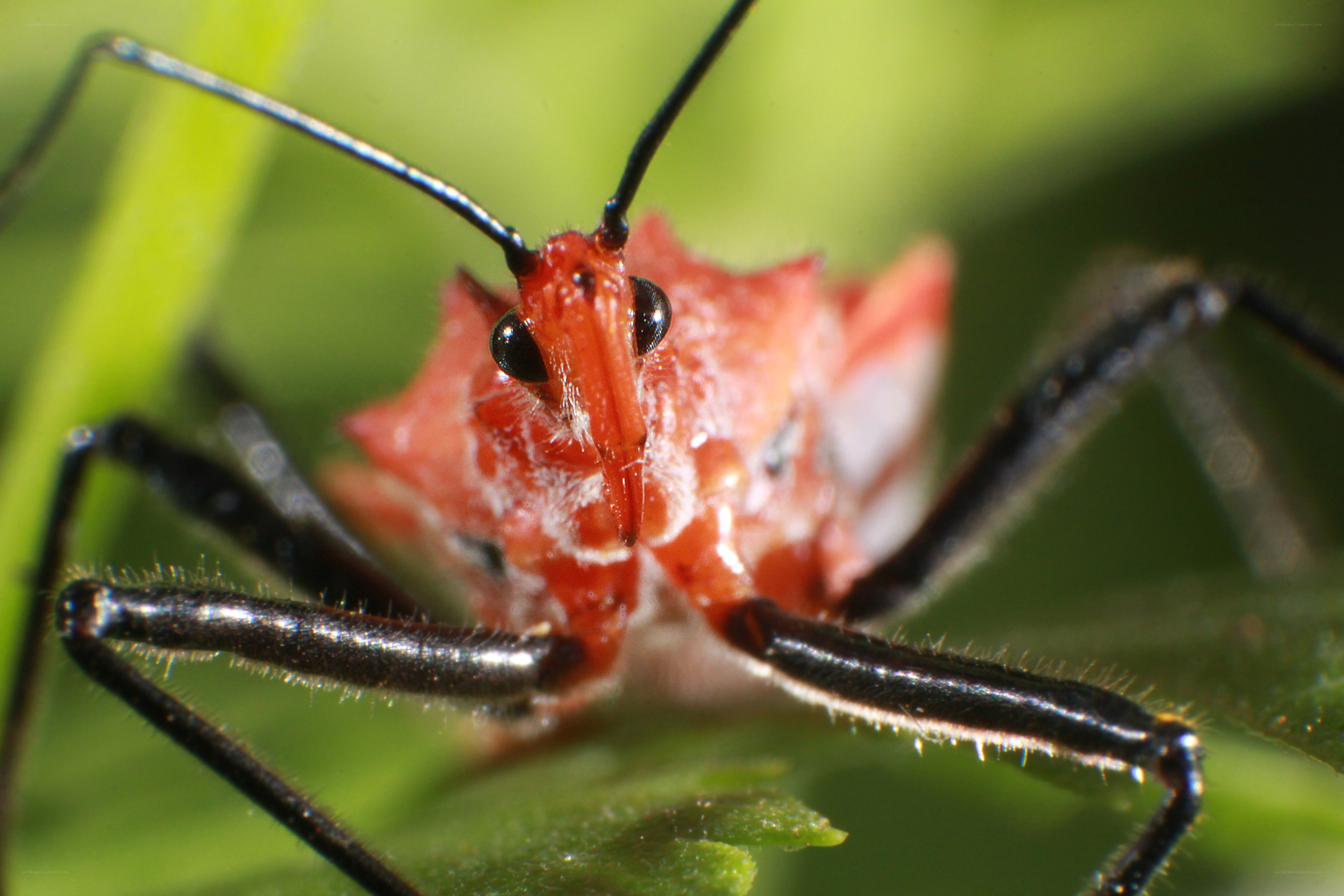 close-up of a red bug