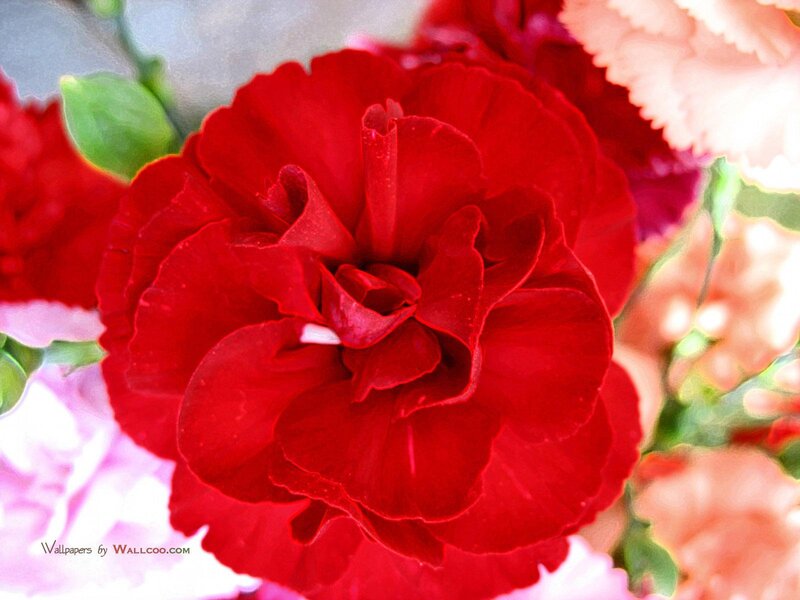 Close-up of a red carnation