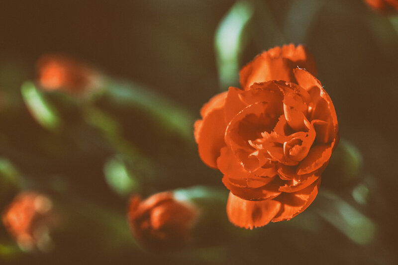 Close-up of a red carnation