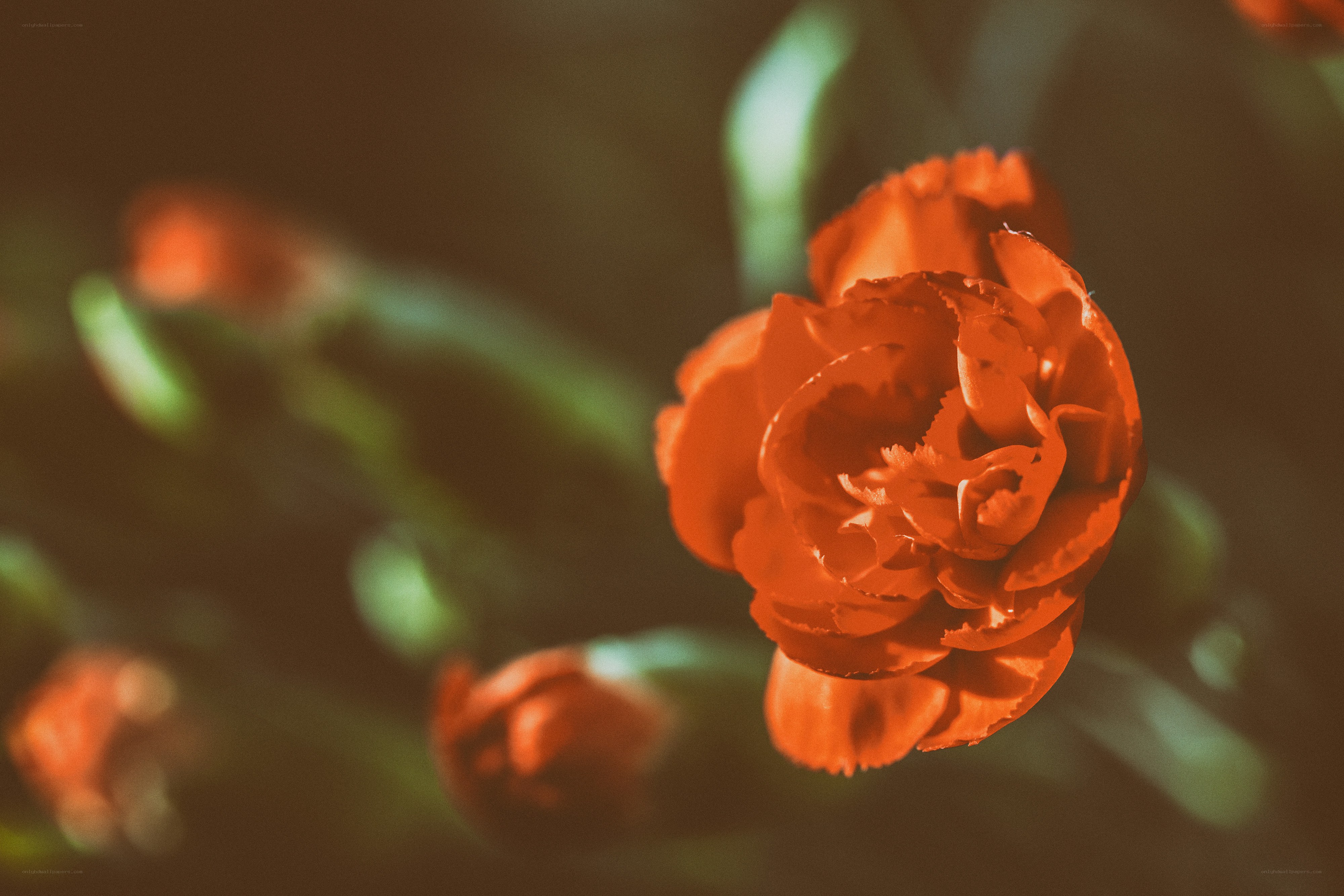 Close-up of a red carnation