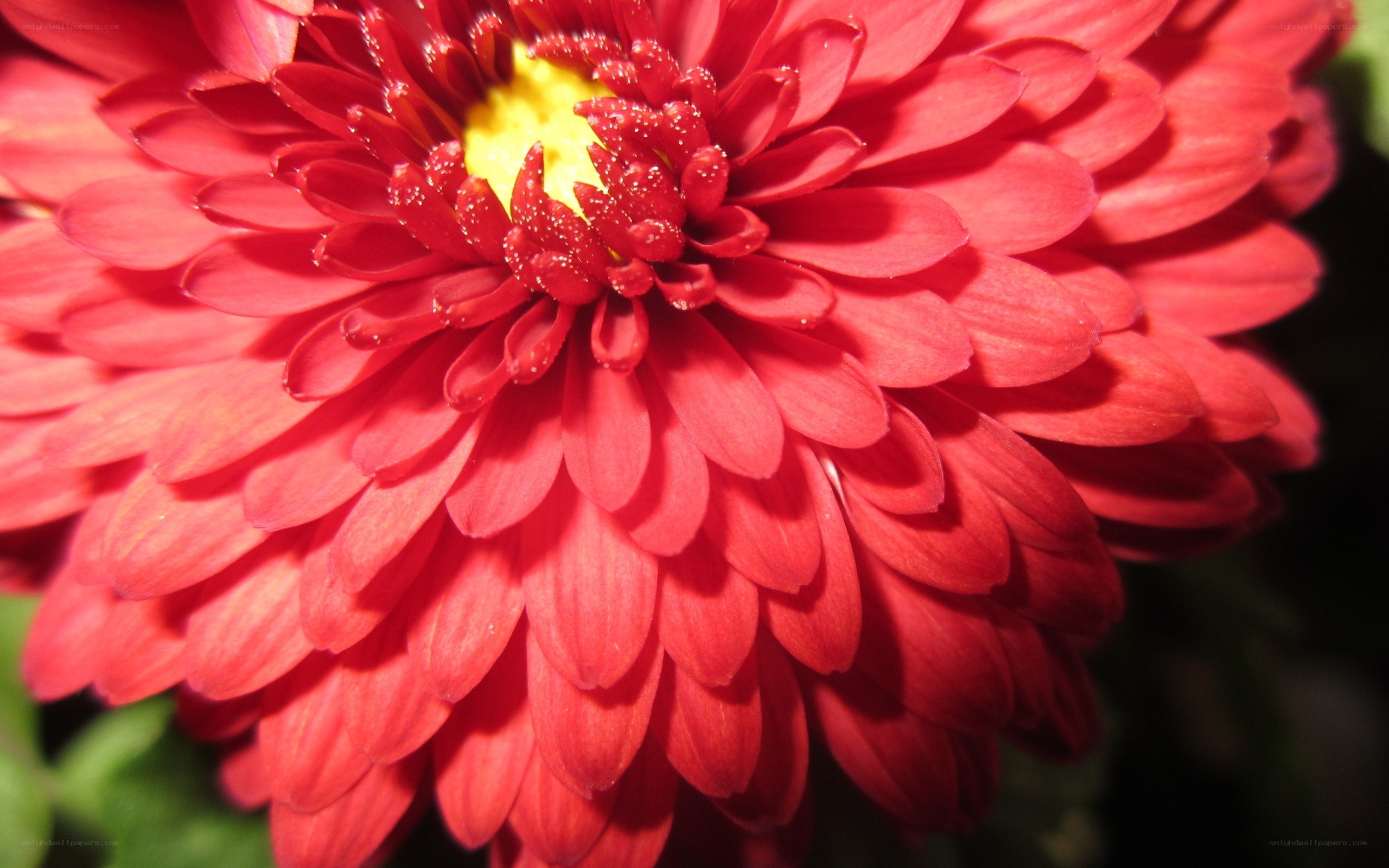 Close-up of a red chrysanthemum