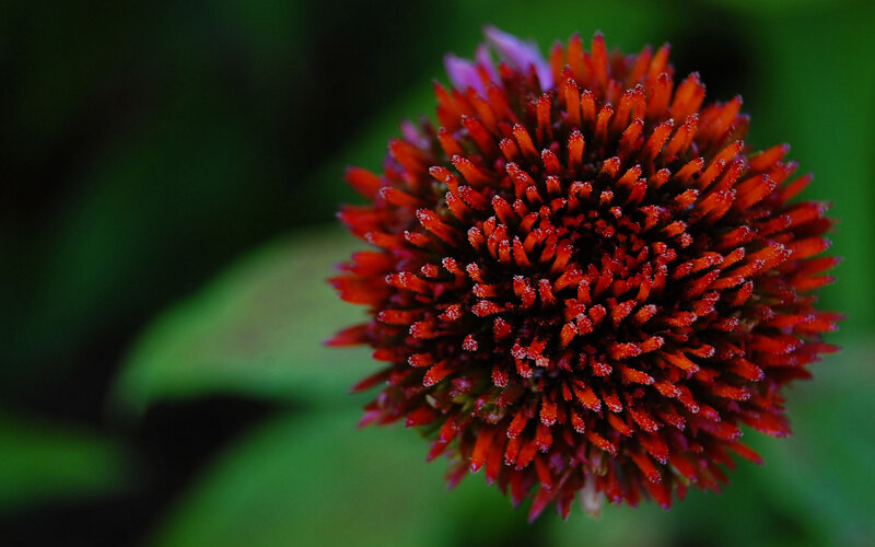 close-up of a red coneflower