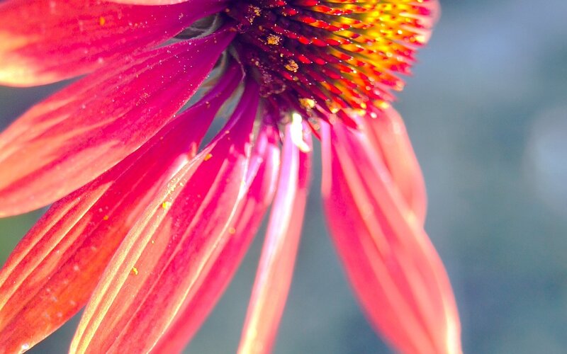 close-up of a red coneflower