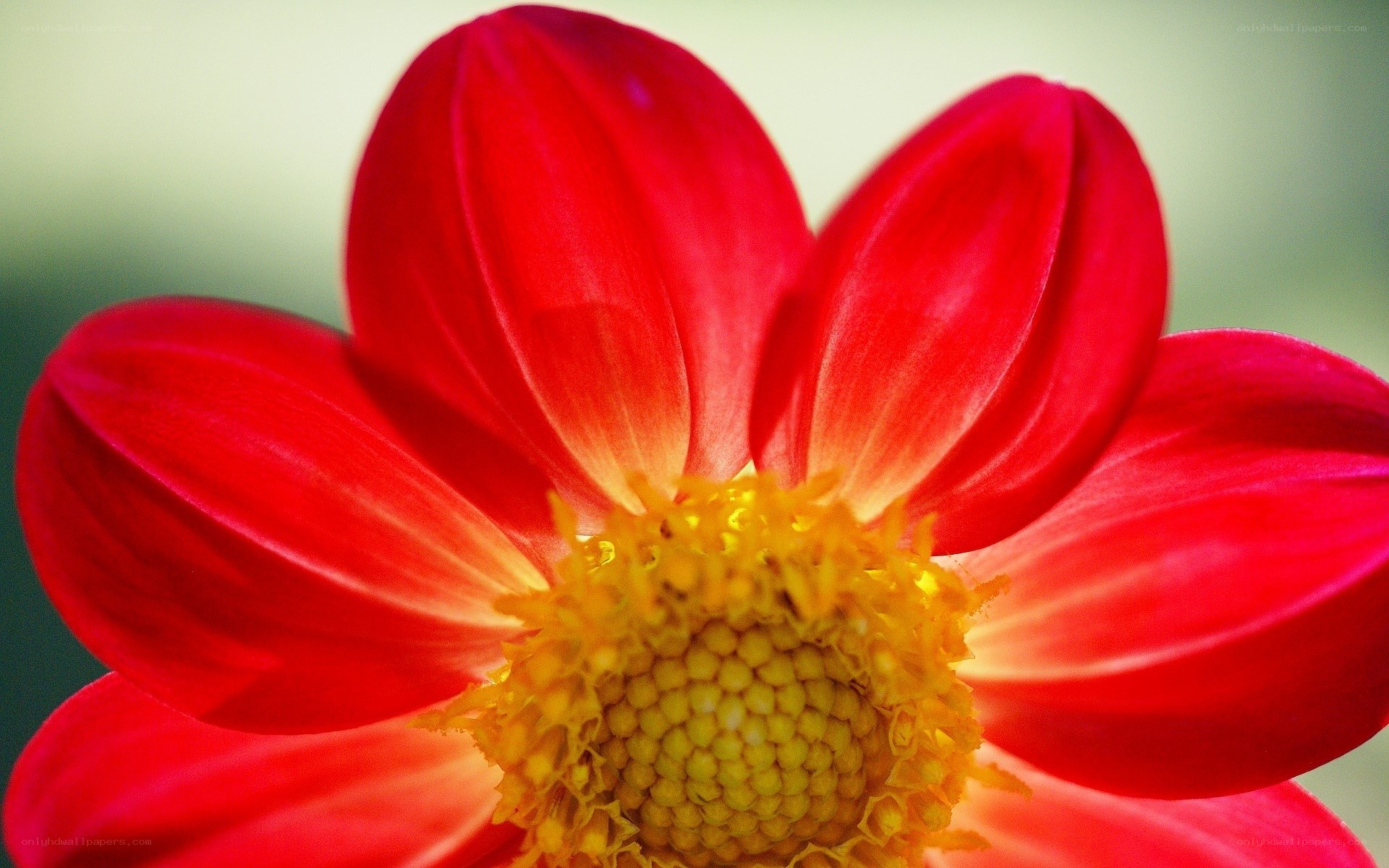 Close-up of a red dahlia