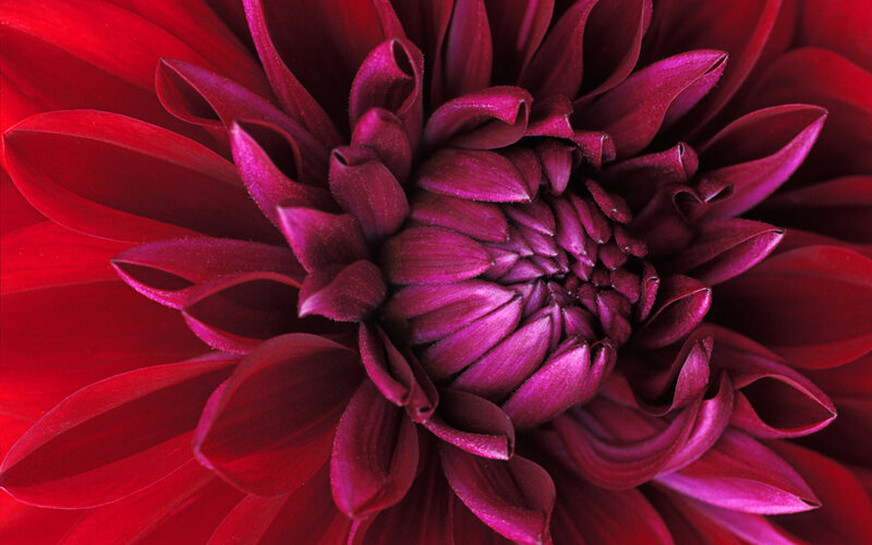 Close-up of a red dahlia