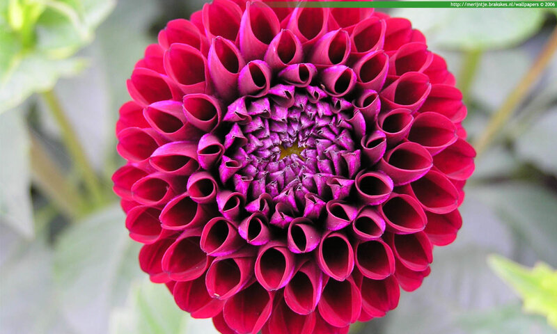 close-up of a red dahlia