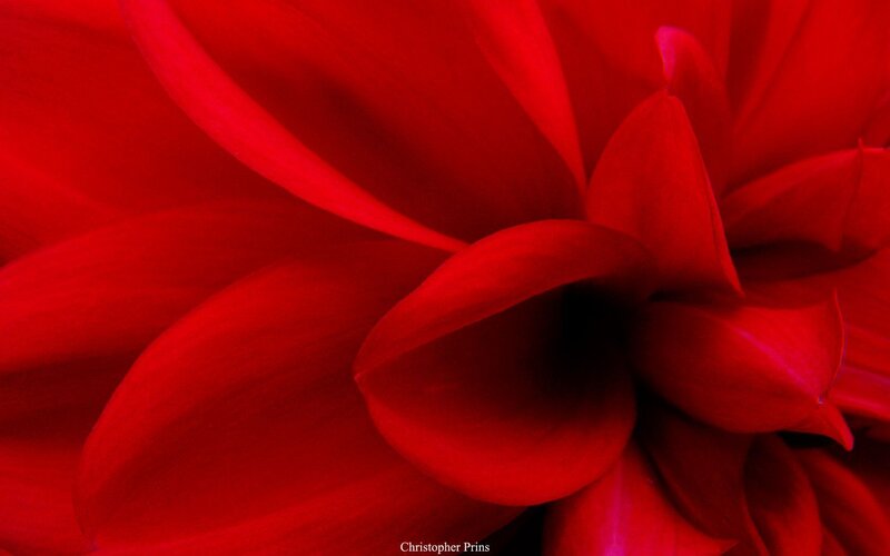 Close-up of a red dahlia