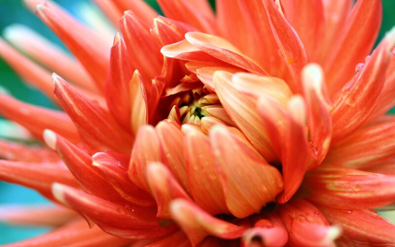 Close-up of a red dahlia flower
