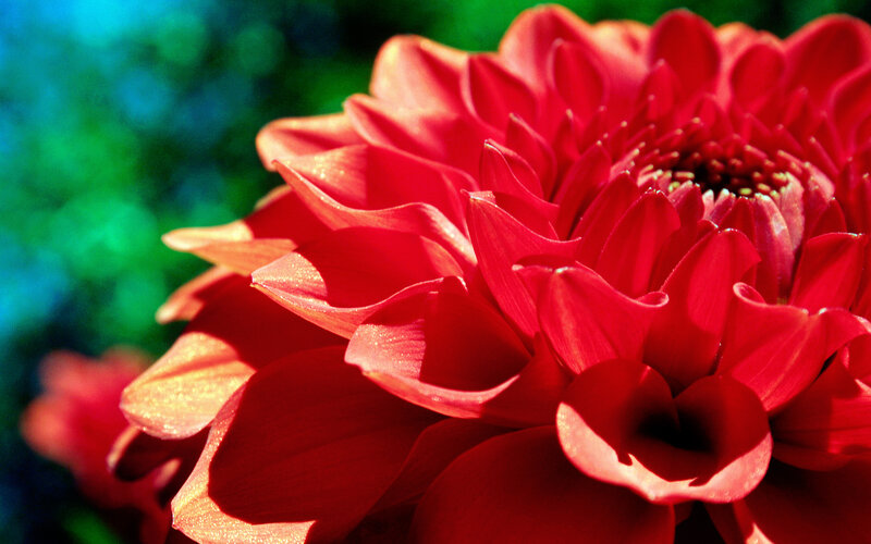 Close-up of a red dahlia flower