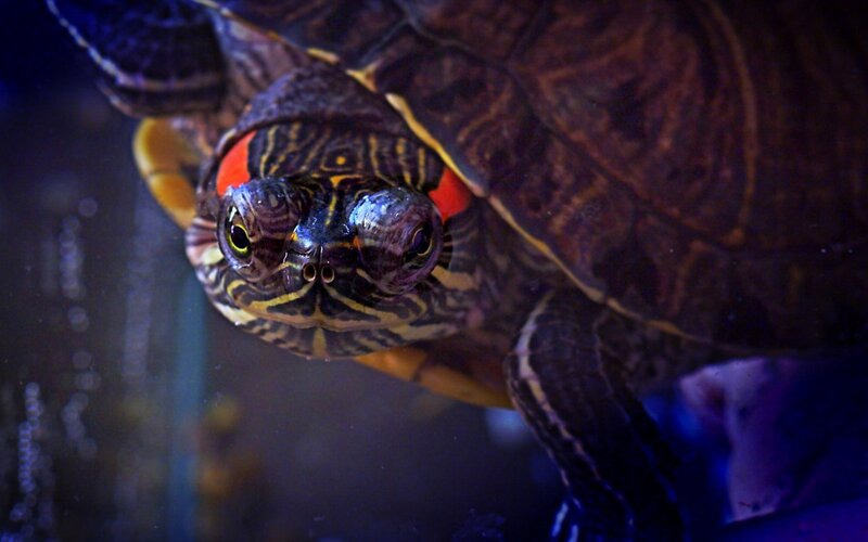 close-up of a red-eared slider turtle