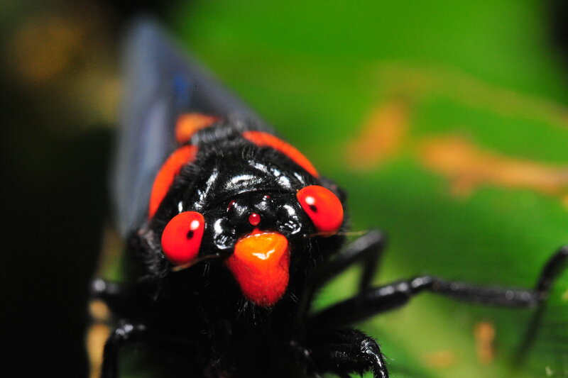 close-up of a red-eyed insect