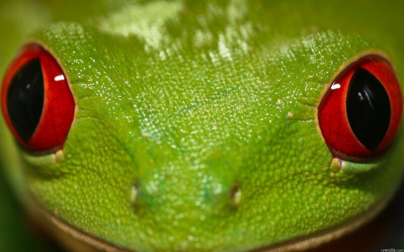 close-up of a red-eyed tree frog