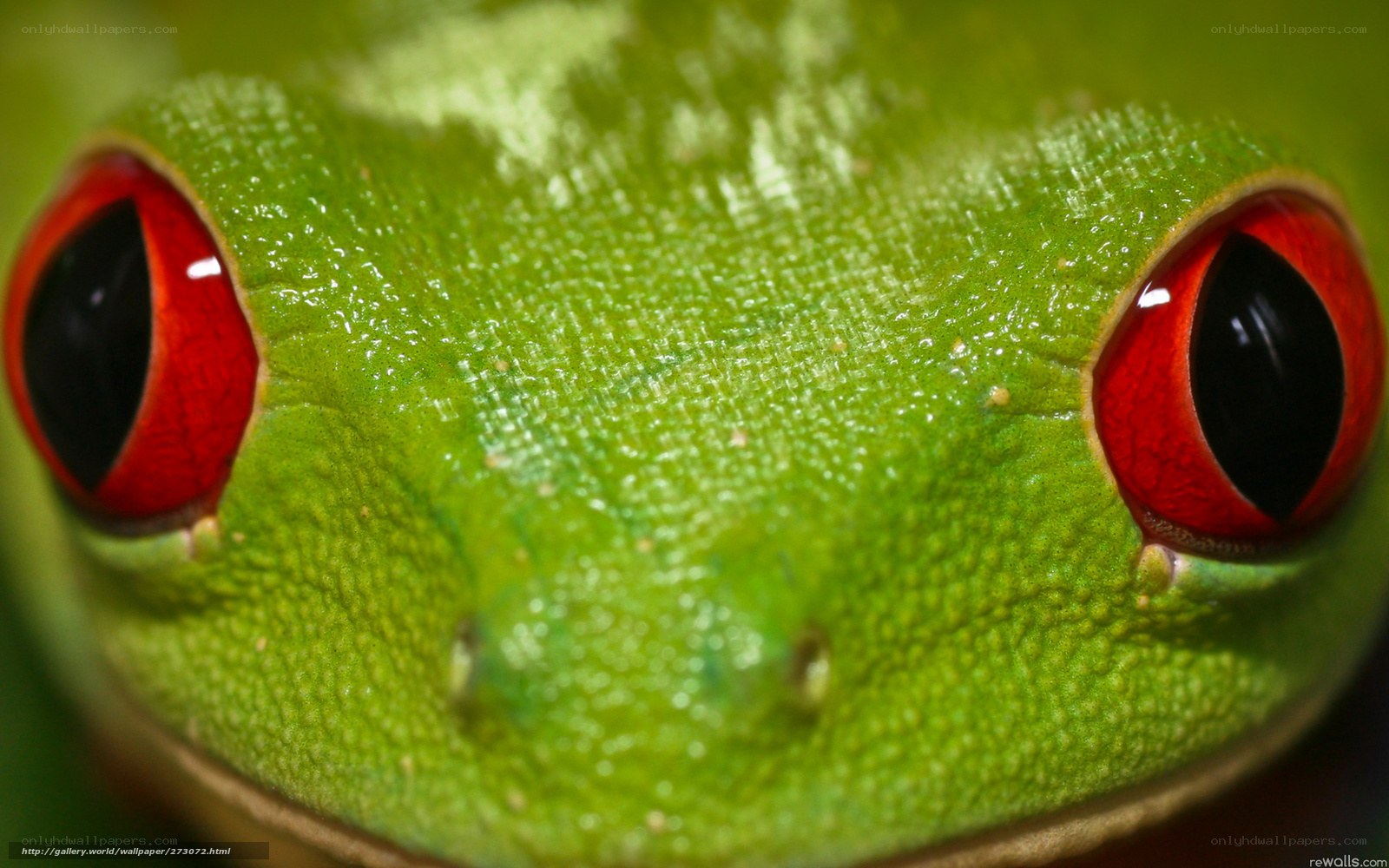 close-up of a red-eyed tree frog